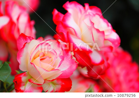 Roses Jubilee du Prince de Monaco Roses Jubilee du Prince de Monaco 10879256