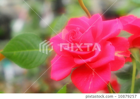 玫瑰 玫瑰 10879257