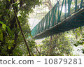 在雨林的吊橋 10879281