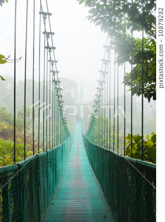 在雨林的吊橋 10879282