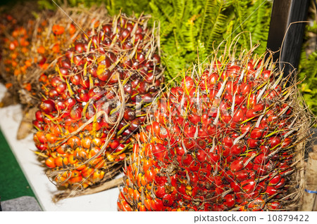 Palm Oil seeds 10879422