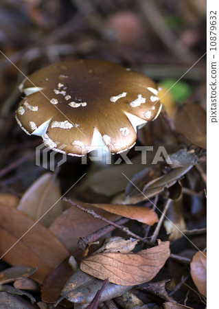 mushroom. mushroom. 10879632