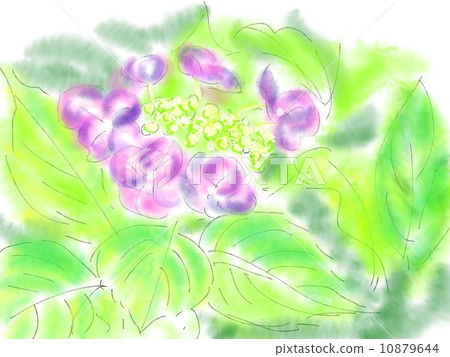 Hydrangea's illustration Watercolor style 10879644
