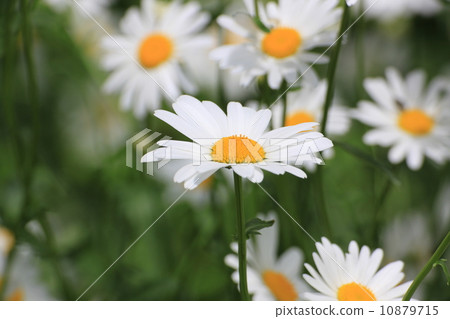 Margaret Margaret 10879715