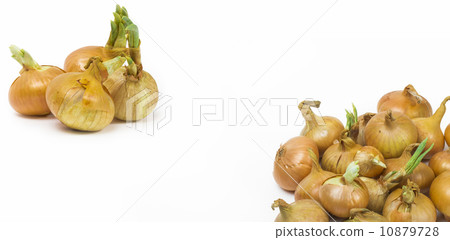 onion on the white background onion on the white background 10879728