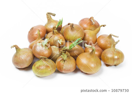 onion on the white background 10879730