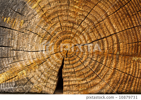 wood on the white background 10879731