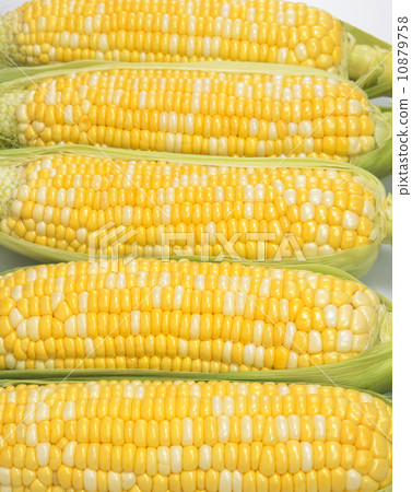 玉米 玉米 10879758