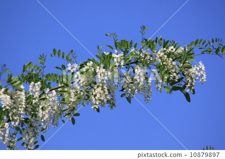 假金合歡 假金合歡 10879897