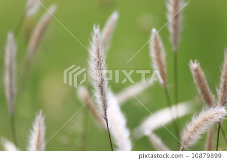 Chigaya Chigaya 10879899