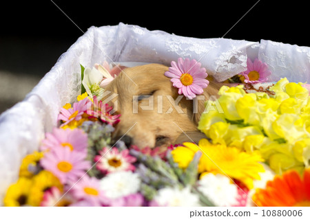 告別我的狗 告別我的狗 10880006