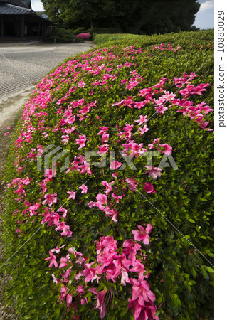 Nara Yamatokoriyama Mercantile Garden Satsuki Tottori 10880029