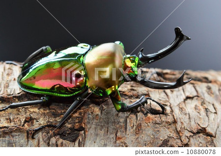 The black background on the beautiful body tree of a nijiri stag beetle The black background on the beautiful body tree of a nijiri stag beetle 10880078
