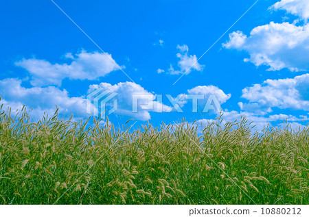 Grass Pollen and Cloudy Blue Sky Grass Pollen and Cloudy Blue Sky 10880212