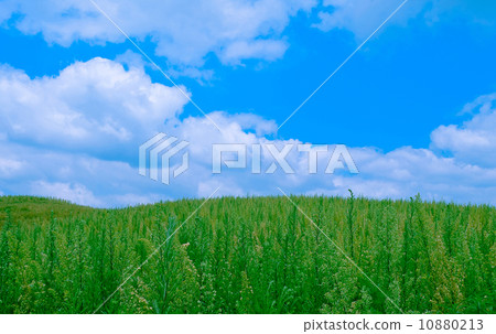 Weedy Grass Field under Cloudy Blue Sky Weedy Grass Field under Cloudy Blue Sky 10880213