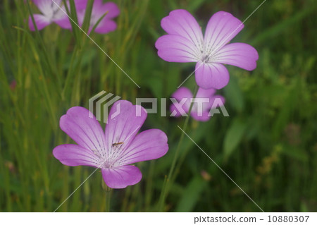 Muginadesico 10880307