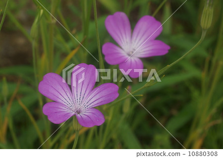 Muginadesico 10880308