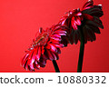 Gerbera 10880332