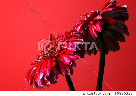 Gerbera Gerbera 10880332