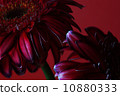 Gerbera 10880333
