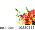 Bouquet 10880335
