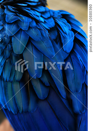 國際鎳業公司 10880360