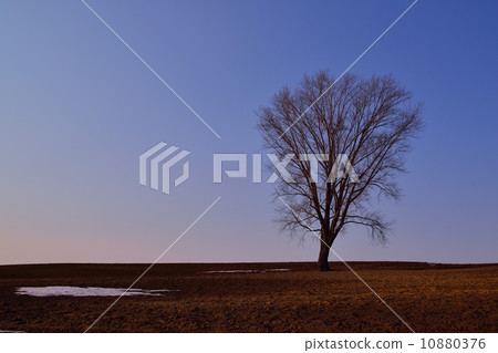美瑛的風景 10880376