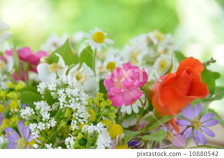Roses and herbs Roses and herbs 10880542