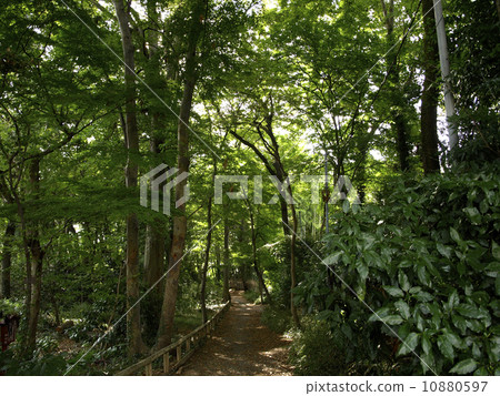 A walk A walk 10880597