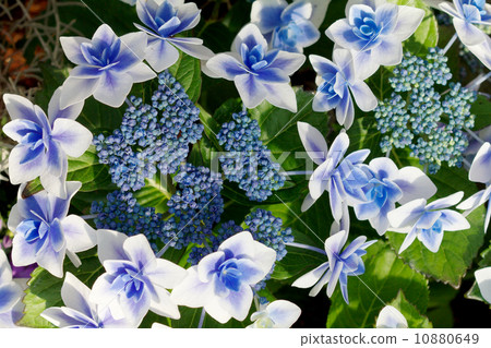 Vivid forehead hydrangea Vivid forehead hydrangea 10880649