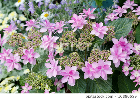 Vivid forehead hydrangea 10880659