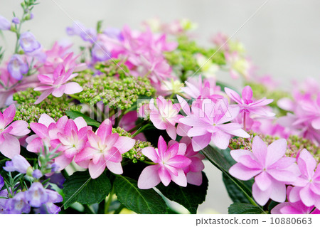 Vivid forehead hydrangea 10880663