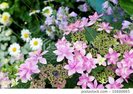 Vivid forehead hydrangea 10880665