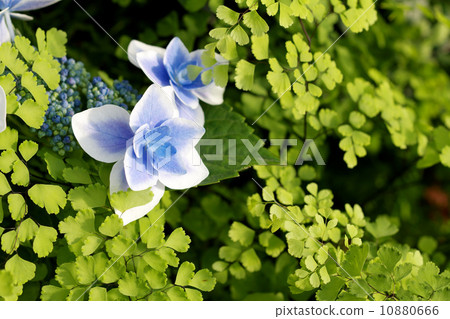 Vivid forehead hydrangea Vivid forehead hydrangea 10880666