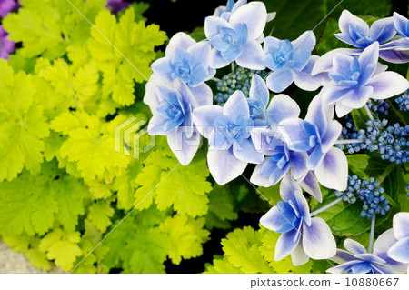 Vivid forehead hydrangea 10880667