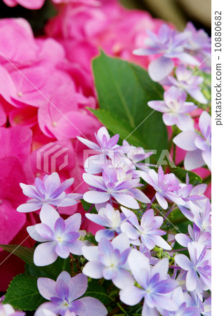 Hydrangea and hydrangea hydrangea 10880682