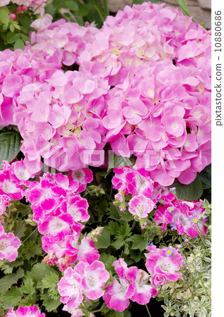 Pink hydrangea 10880686