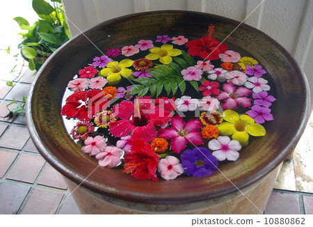 Tropical flower Tropical flower 10880862