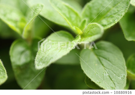 Oregano 10880916