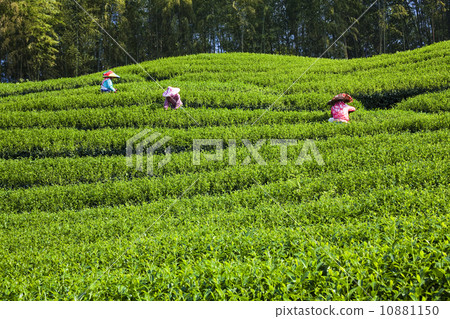 採茶 採茶 10881150