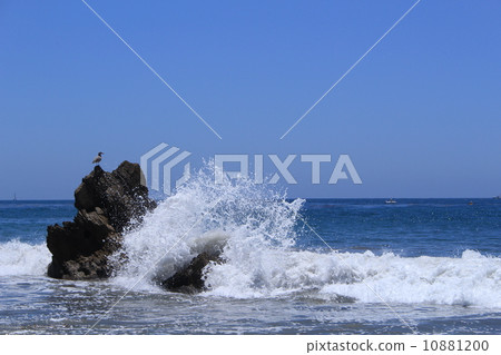 Iwahama Arama Seabird 10881200