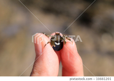Hermit crab 10881201