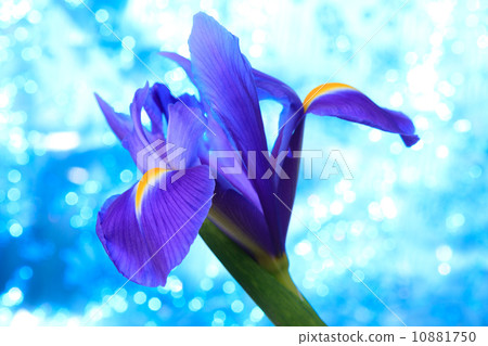 Beautiful blue iris flowers background 10881750