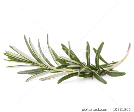 rosemary herb spice leaves isolated on white background cutout 10881805