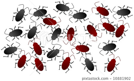 cockroach cockroach 10881902