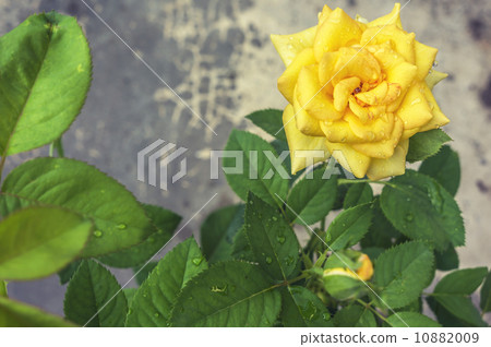 Big yellow rose 10882009