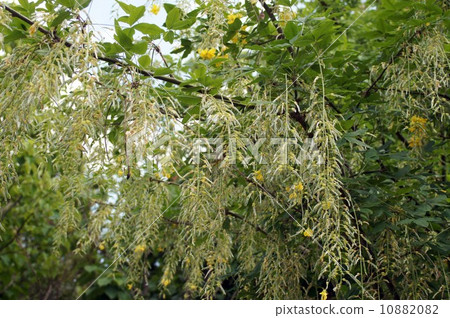 國王紗麗·一朵花的結尾 10882082