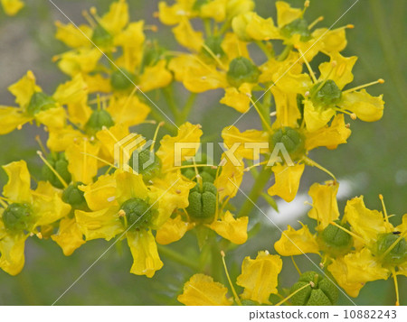 Roux花 Roux花 10882243