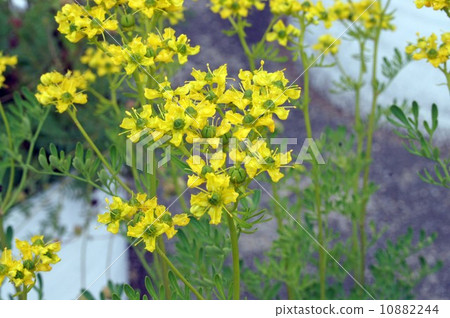 Roux花 10882244