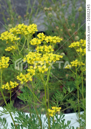 Roux花 Roux花 10882245